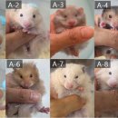 부산햄스터분양 행복햄 이미지