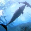 돌고래농장 이미지