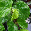 타이니젬 이미지