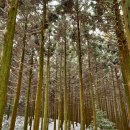 남조로사려니숲길 앞 이미지