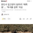 완도서 길고양이 32마리 '떼죽음'… '독극물 섭취' 의심 이미지