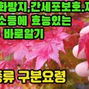 단풍나무― 가을의 전령 단풍나무! 항산화 작용으로 피부 노화 방지, 간세포 보호 및 재생, 숙취해소등에 효능이 있는 식물로써 가을철의 이미지