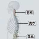 경추 흉추 요추 인체에 미치는영향 목허리병 방광경락 이미지