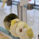 지에스25 서산중흥점 | [서산 아이와 가볼 만한 곳] 도심 속 힐링, 리프패럿