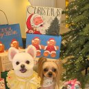 알로하펫 이미지