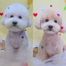 몽몽바블펫# 이미지