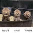 세가지 유형이 다 보이는 새끼 치타들 이미지