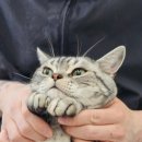 고양이 미용실 방울선생 이미지