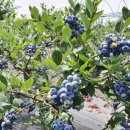 다니엘공인중개사사무소 이미지