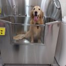 예쁘개&사랑스럽개 이미지