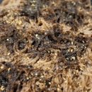 수원-0447 이미지