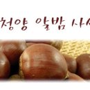 칠갑산청양알밤