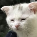 에이쁠