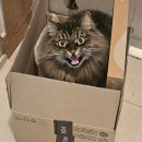 사이언스몰 | [내돈내산] 힐스 사이언스다이어트 어덜트 인도어 치킨 레시피 후기, 집냥이 건강 사료 추천