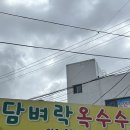 담벼락옥수수 이미지