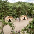 소나무세상 이미지