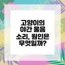 고덕 365 동물의료센터 | 밤마다 울부짖는 우리 고양이, 평택동물병원에서 원인 파악해보자!