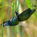 나비잠자리 이미지