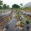 지암농장 이미지