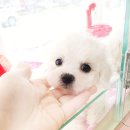 헬로펫 여수 이미지