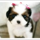 애완강아지 이미지