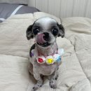 개 웃는날 이미지