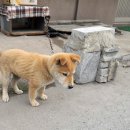 개귀여워 이미지