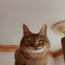 개삼터오리전문점 이미지