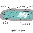 어항바닥에 모래와 자갈의 역할 이미지