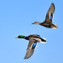 오리 날다 이미지