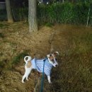 미용하개, 놀다가개 이미지