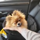 해피독 트레이닝스쿨 이미지