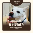 멍청하개 이미지