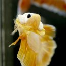 커플 드래곤 이미지