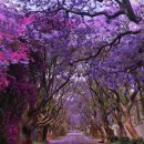 천사의 눈 이미지