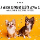 반려인생