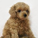 뽀글뽀글 이미지