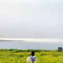 내가 가본 제주도 유채꽃 명소 알려드릴께요!