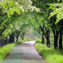 이팝나무길 이미지