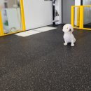 소소하개 이미지