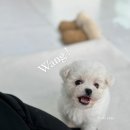 헬로펫샵 이미지