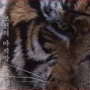 Practice - 37 species of cat families - 한국 호랑이 편록 이미지