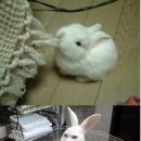 토끼 이미지