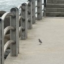 강문아구찜 | 강원도 강릉 1박 2일 뚜벅이 여행 코스