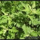 인진쑥농장 이미지