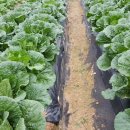 현섭농장 이미지