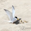 갈매기둥지 이미지