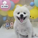 남촌도림동-30 | 인천 남촌동 애견미용ㅣ도그도담 믿고 맡기는 강아지 미용