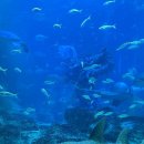 아쿠아리움 이미지