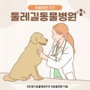 둘레길 동물병원 | [은평구동물병원] 둘레길동물병원 14살 노견 추석이와 10년째 다니는 이유